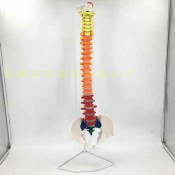 80 см Цветной человеческий позвоночник с моделью таза Цветная модель позвоночника