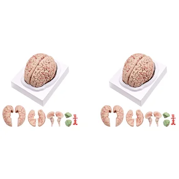 2X Человеческий мозг, анатомическая модель человеческого мозга в натуральную величину с подставкой для дисплея, для изучения в научном классе и преподавания B